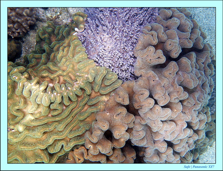 2012 - 07 - Apoh Island 52